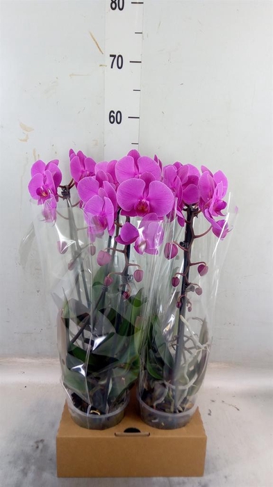 <h4>Phalaenopsis 'Elegant Cascade'</h4>