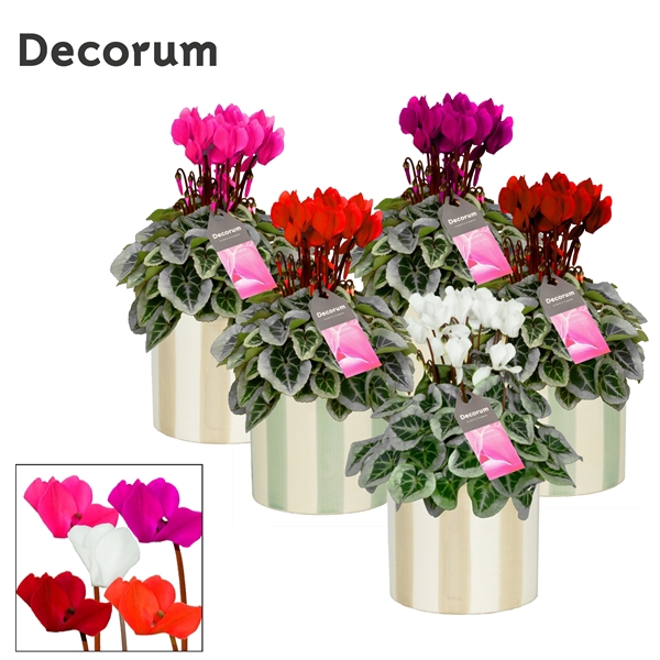 <h4>Cyclamen SS Picasso Mix Eline Decorum</h4>