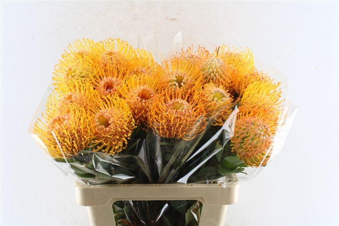 <h4>Leuco Co Soleil Xl</h4>