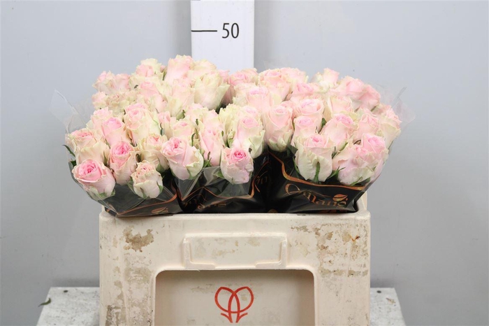 <h4>R Gr Duchesse</h4>