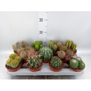 Cactus   ...mix