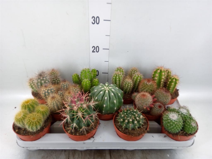 <h4>Cactus   ...mix</h4>
