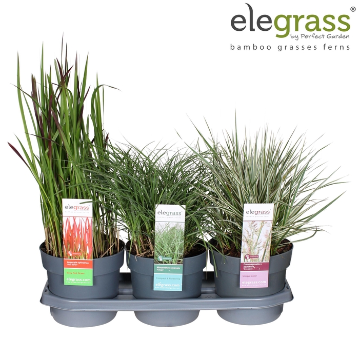<h4>Grassen mix tray - Elegrass Hardy Ornamentals P19</h4>