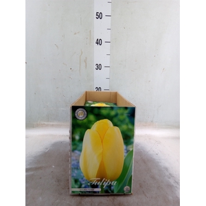 Tulipa   ...flowerbulbs