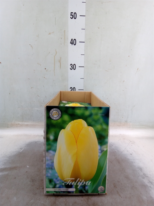 <h4>Tulipa   ...flowerbulbs</h4>