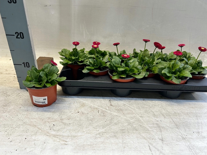 <h4>BELLIS TASSO RED</h4>