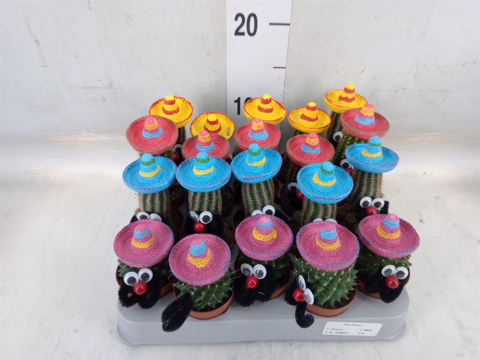 <h4>Cactus   ...decorated</h4>