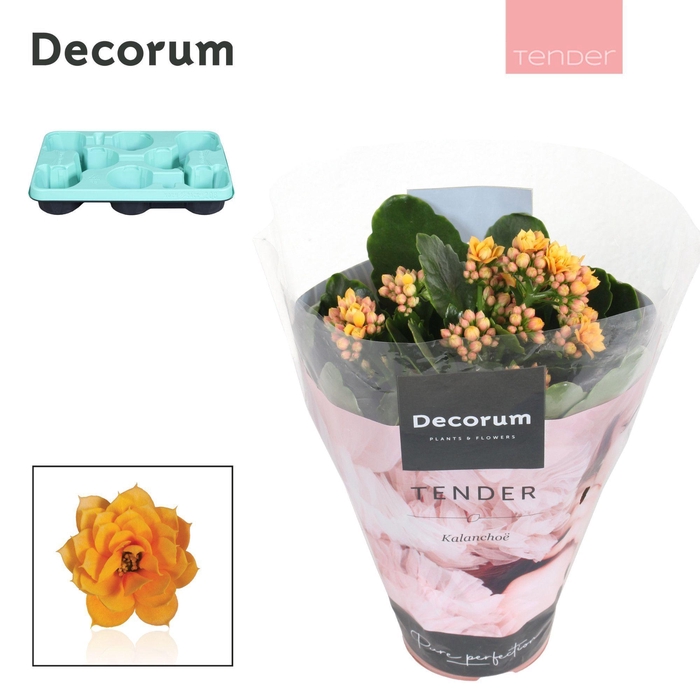 <h4>Kalanchoe Decorum TENDER - Serenity Gold</h4>