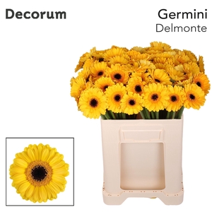 Germini Delmonte Water