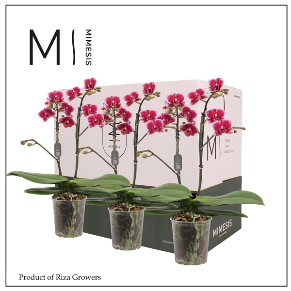 <h4>Mimesis Phal. Purple - 2 spike 9cm Less Plastic</h4>