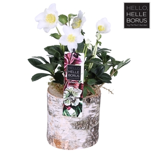 Helleborus niger 'Christmas Carol' P12 (Wood series)