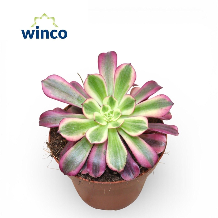 <h4>Aeonium Medusa</h4>