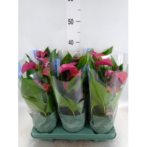 Anthurium andr. 'Pure Purple'
