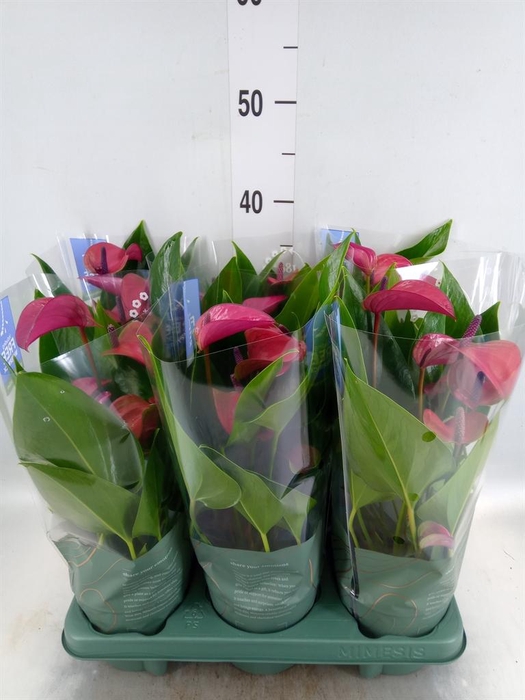 <h4>Anthurium andr. 'Pure Purple'</h4>