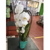 Phalaenopsis Elegant Cascade