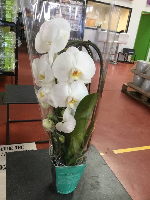 Phalaenopsis Elegant Cascade