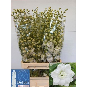 Delph Du Delp Diaman