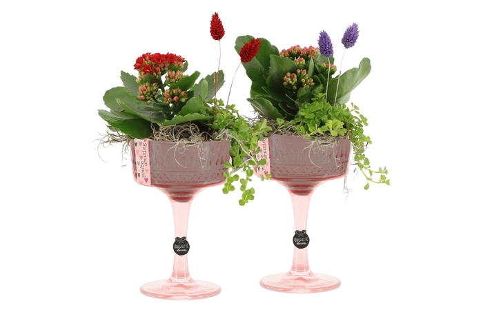 <h4>21580: Lovess arrangement</h4>