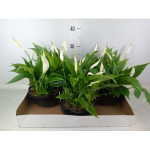 Spathiphyllum  'Pearl Cupido'