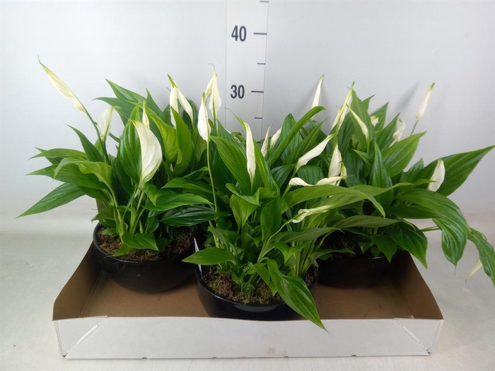 <h4>Spathiphyllum  'Pearl Cupido'</h4>