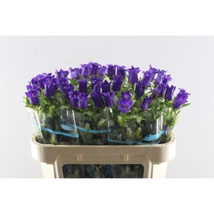 Camp M Champion Blue