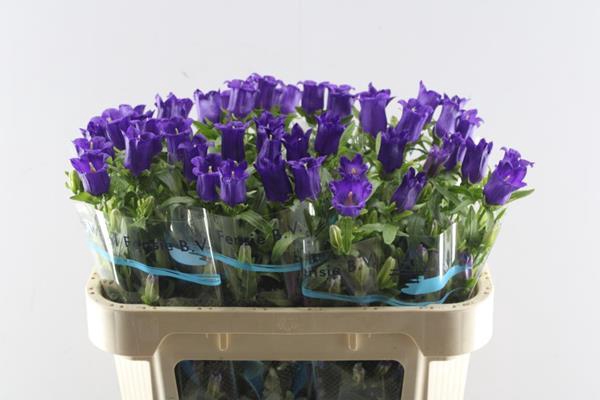 <h4>Camp M Champion Blue</h4>