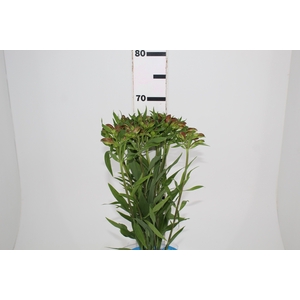 ALSTROEMERIA CHEERIO 070 CM