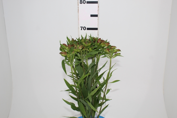 <h4>ALSTROEMERIA CHEERIO 070 CM</h4>