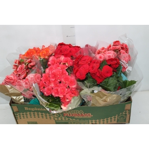 BEGONIA P15