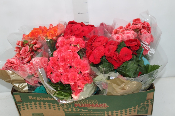 <h4>BEGONIA P15</h4>