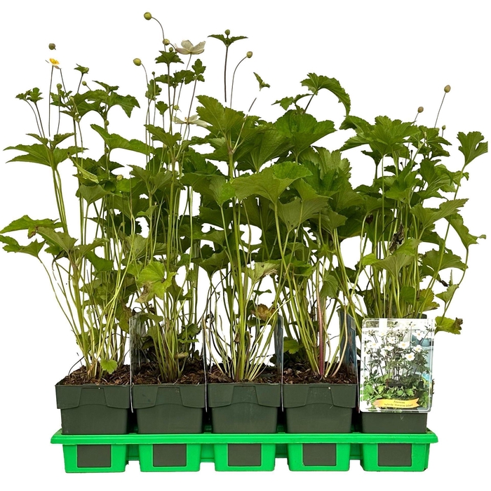 <h4>Anemone x hybrida Honorine Jobert</h4>