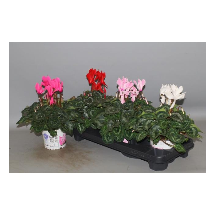 <h4>CYCL GR SUP XL</h4>