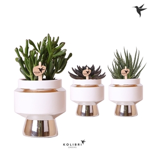 Kolibri Greens Succulenten mix in Le Chic pot silver