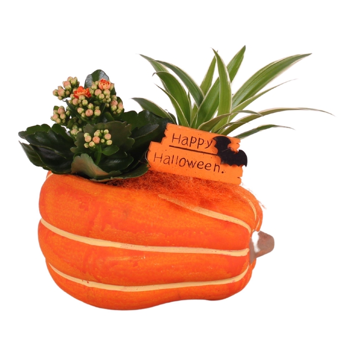 <h4>Halloween Arr. Indoor Ceramic Pumpkin Ø21cm 2PP</h4>
