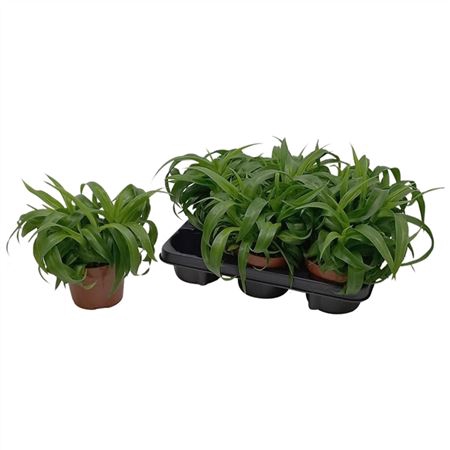 <h4>Chlorophytum Green Bonnie</h4>