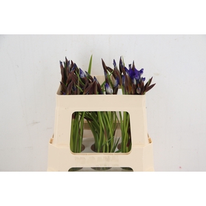 IRIS GNOME BLEU 50CM