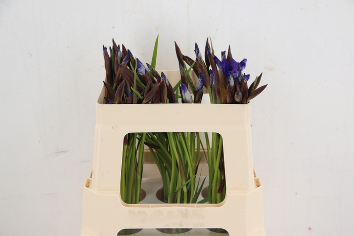 <h4>IRIS GNOME BLEU 50CM</h4>