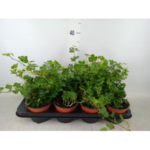 Hedera helix 'Wonder'