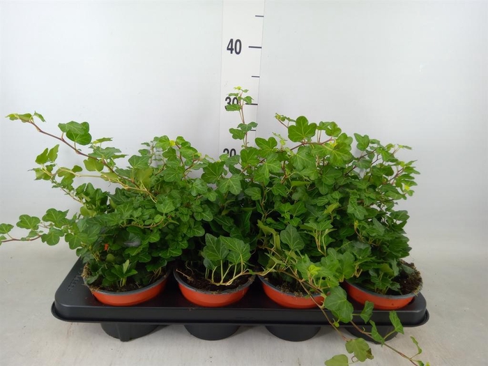 <h4>Hedera helix 'Wonder'</h4>