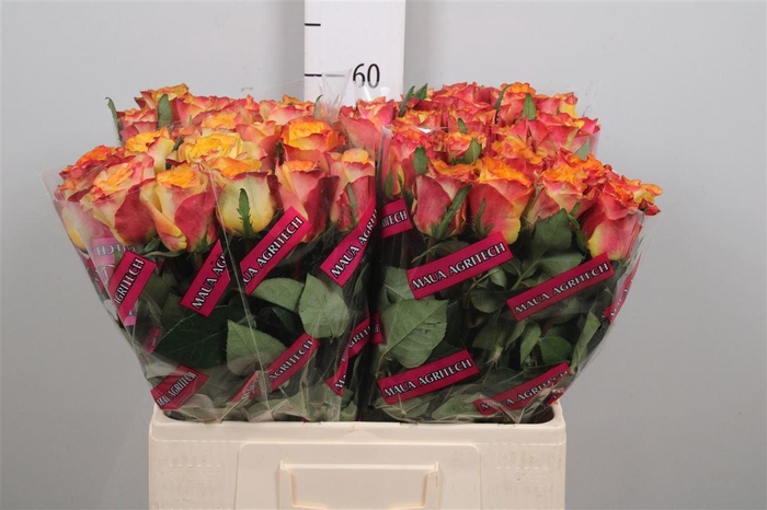 <h4>R Gr Downtown!</h4>