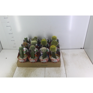 CACTUS ENXERTADO P10