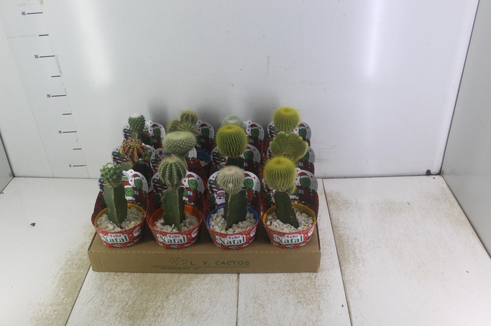 <h4>CACTUS ENXERTADO P10</h4>