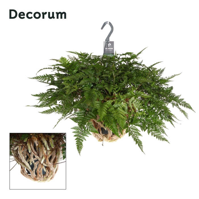 <h4>Humata met veel luchtwortels</h4>