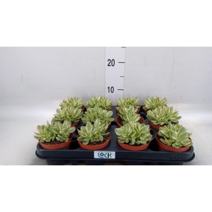 Crassula   ...