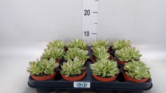<h4>Crassula   ...</h4>