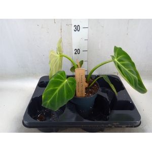 Philodendron   ...