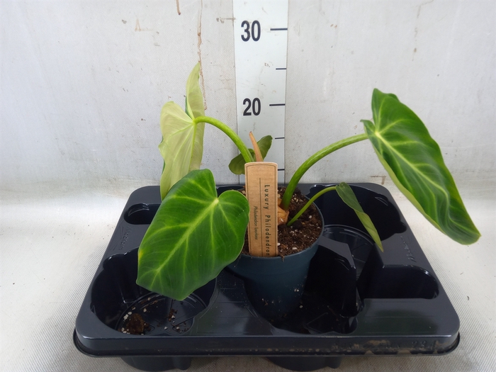<h4>Philodendron   ...</h4>