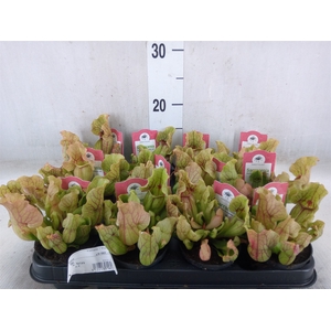Sarracenia   ...