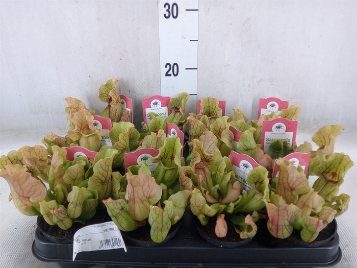 <h4>Sarracenia   ...</h4>