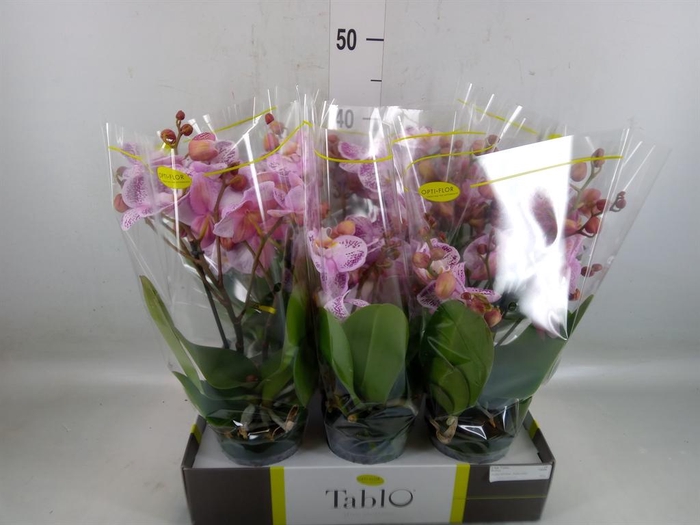 <h4>Phalaenopsis   ...rose</h4>